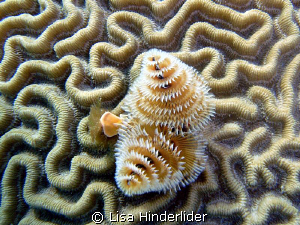 Textures & Lines by Lisa Hinderlider 